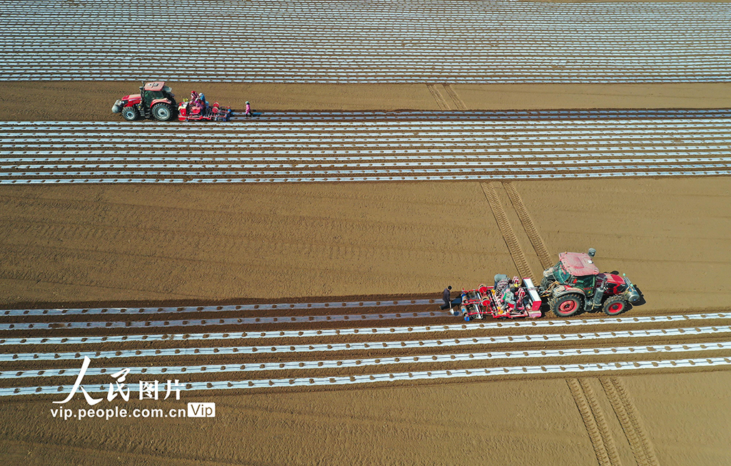 河北迁西：春播马铃薯【4】