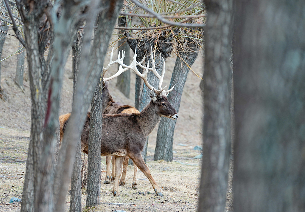 西藏山南：白唇鹿漫步山林【4】