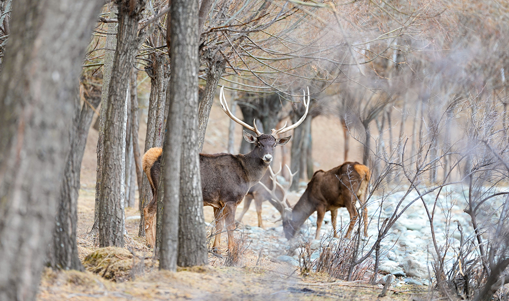 西藏山南:白唇鹿漫步山林【2】