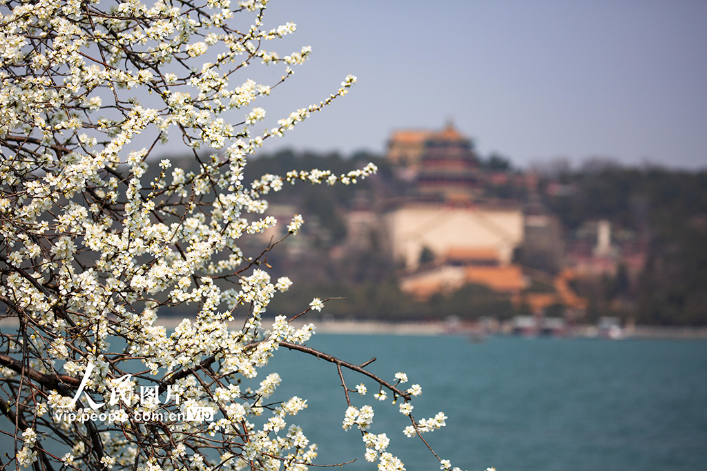 颐和园西堤桃花盛开【2】