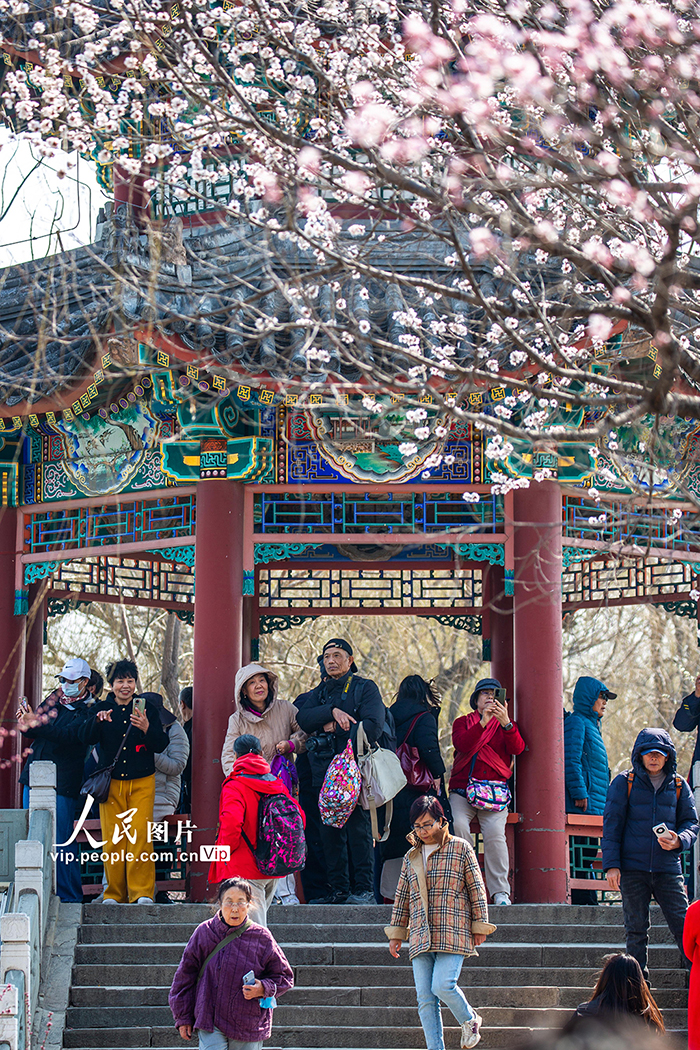 颐和园西堤桃花盛开【4】