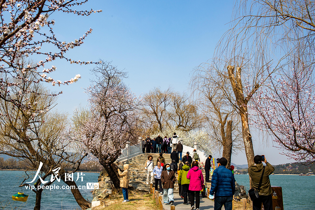 颐和园西堤桃花盛开【6】
