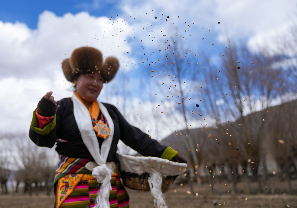 3月16日，西藏山南市结巴乡结巴村村民身着盛装，在新犁开的田地上播撒种子。