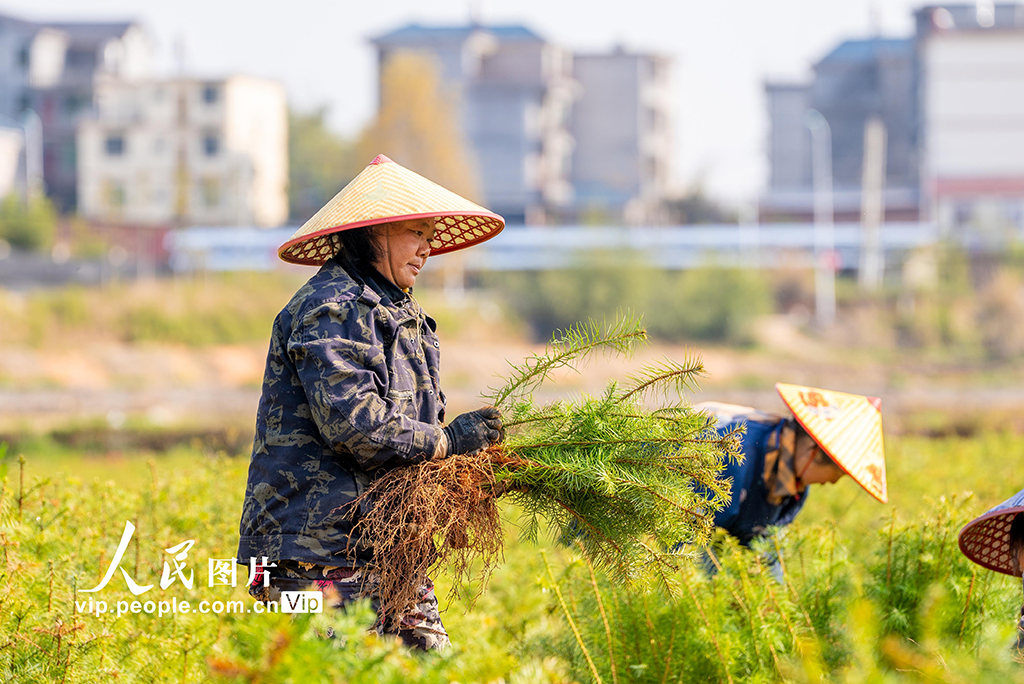 福建松溪：育苗作业忙【4】