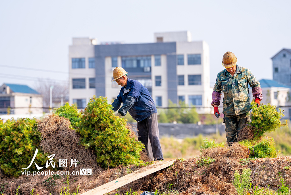 福建松溪：育苗作业忙【5】