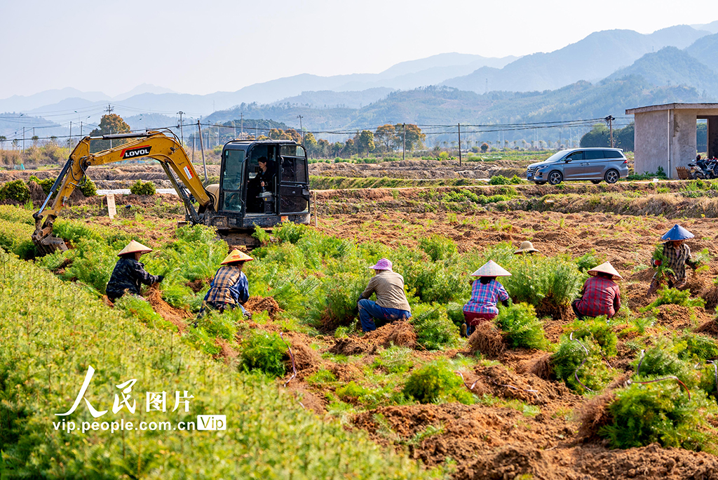 福建松溪:育苗作业忙【2】