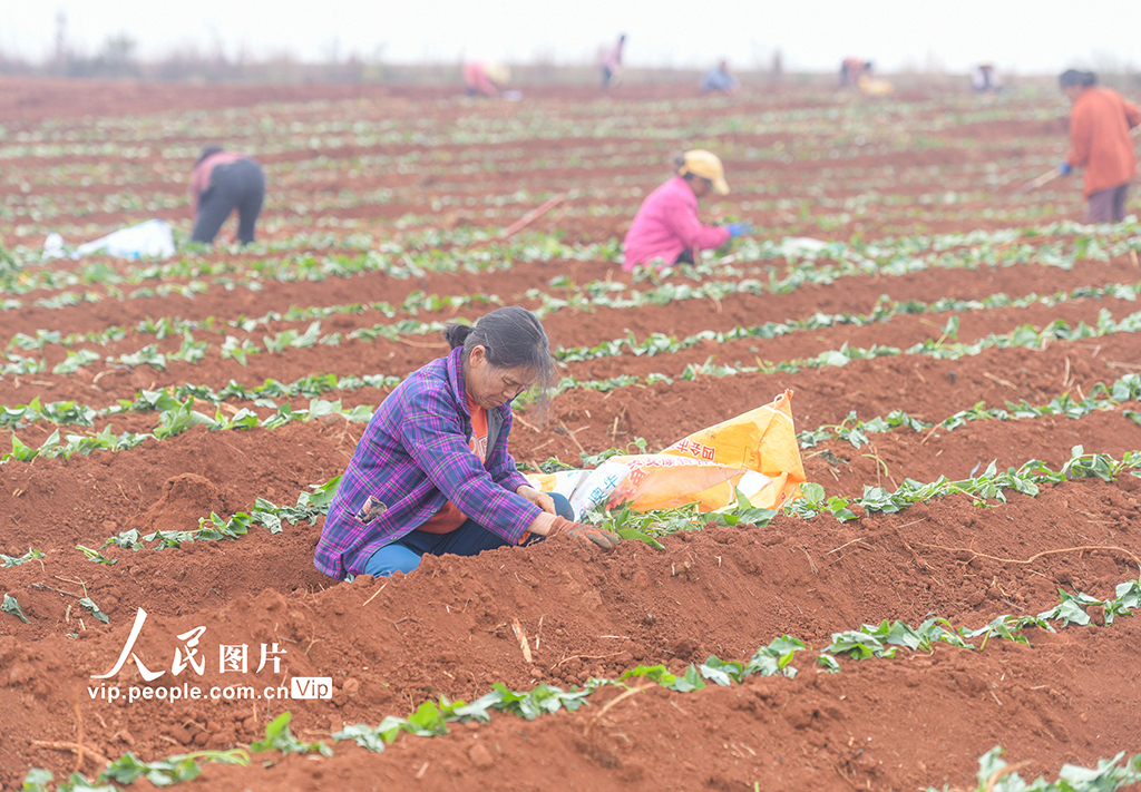 湖南道县:栽种红薯苗【3】