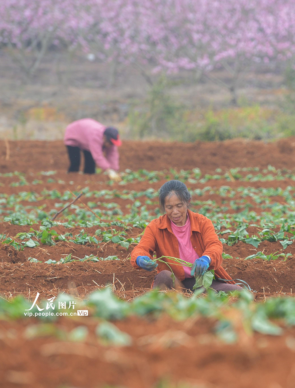 湖南道县:栽种红薯苗【6】