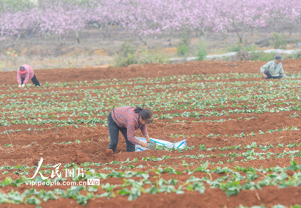 湖南道县:栽种红薯苗【7】