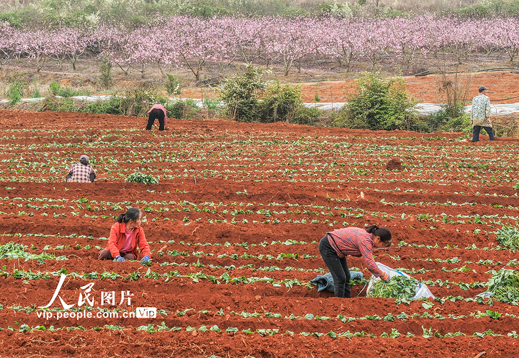 湖南道县:栽种红薯苗【8】