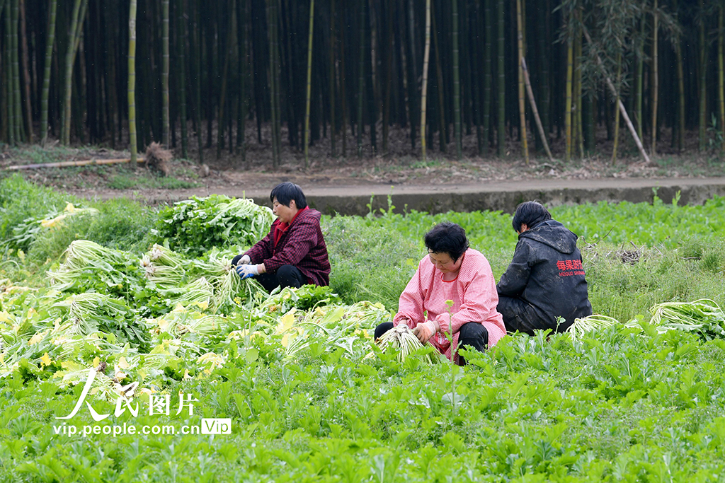 浙江杭州:人勤春来早【3】