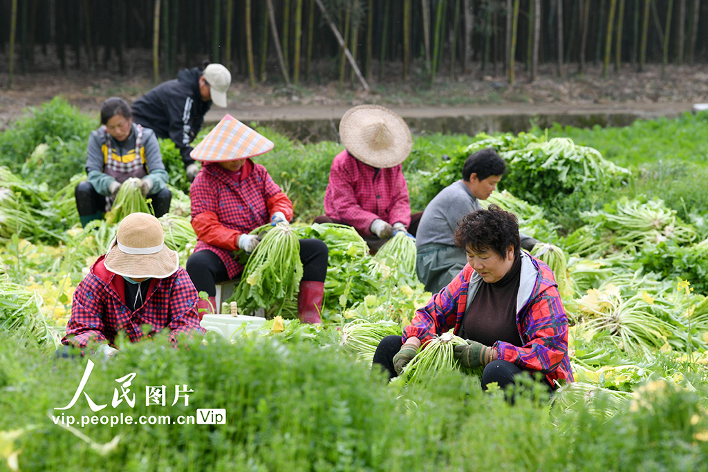 浙江杭州:人勤春来早【4】