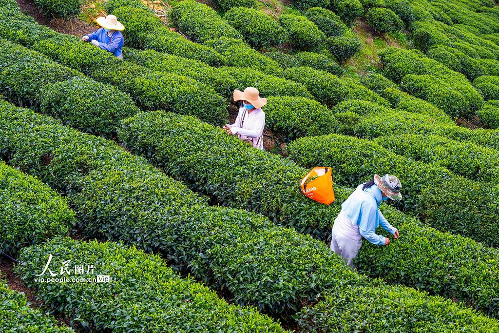 广西昭平：采摘春茶【3】