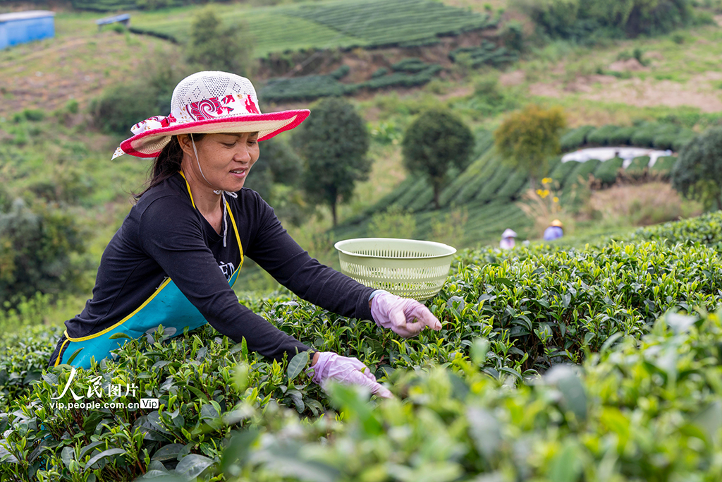 广西昭平：采摘春茶【6】