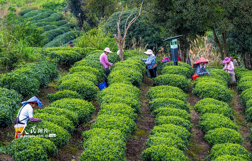 广西昭平：采摘春茶【2】