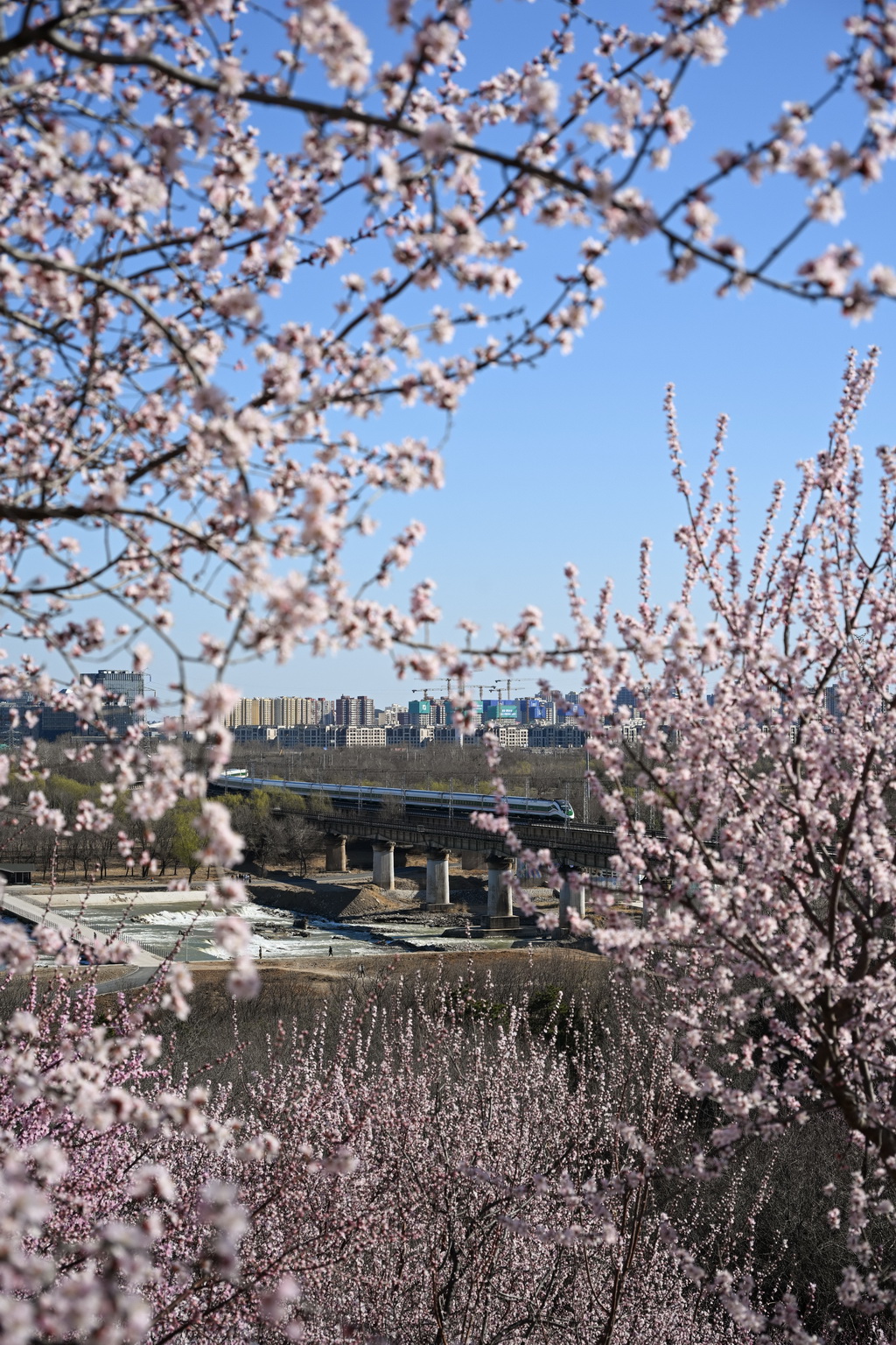 3月18日，北京园博园盛放的山桃花与远处驶过的列车相映成趣。