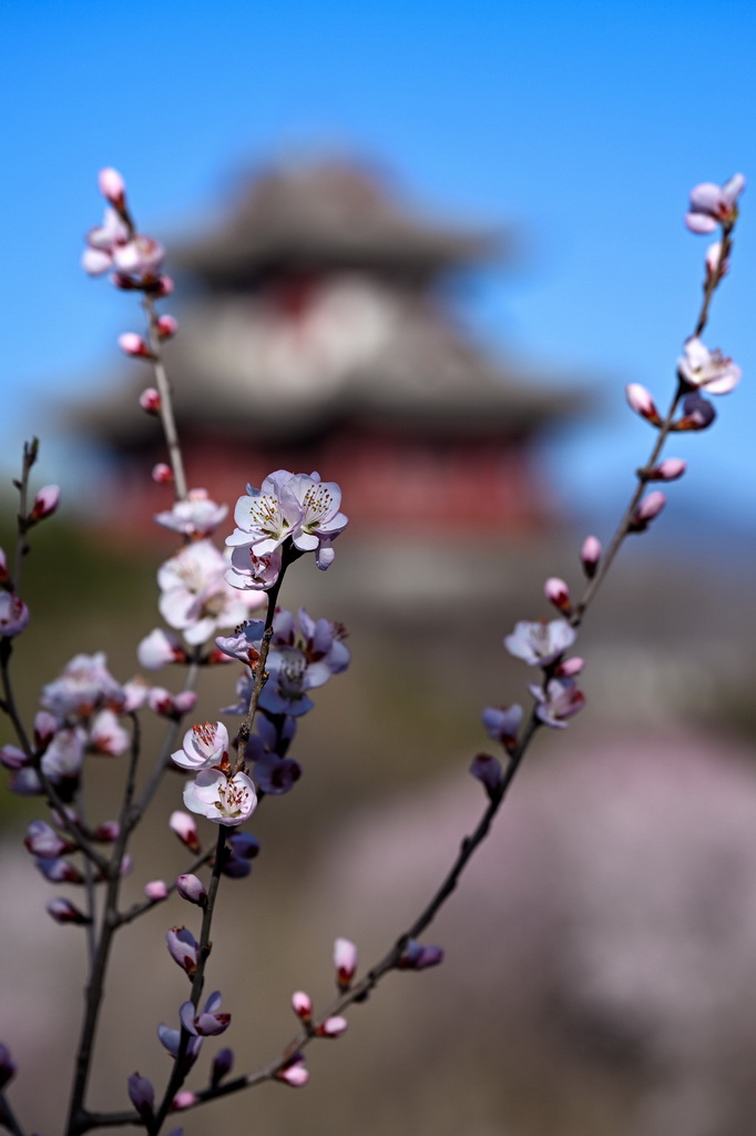 这是3月18日在北京园博园拍摄的山桃花。