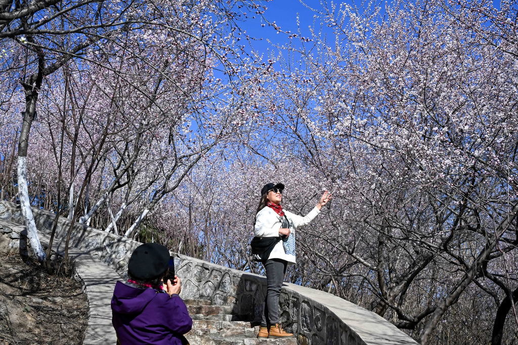 3月18日，游客在北京园博园赏花留影。