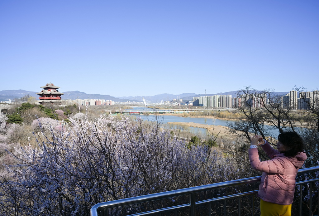 3月18日，一名游客在北京园博园赏花拍照。