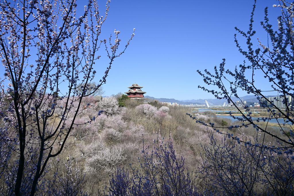 这是3月18日在北京园博园拍摄的山桃花。