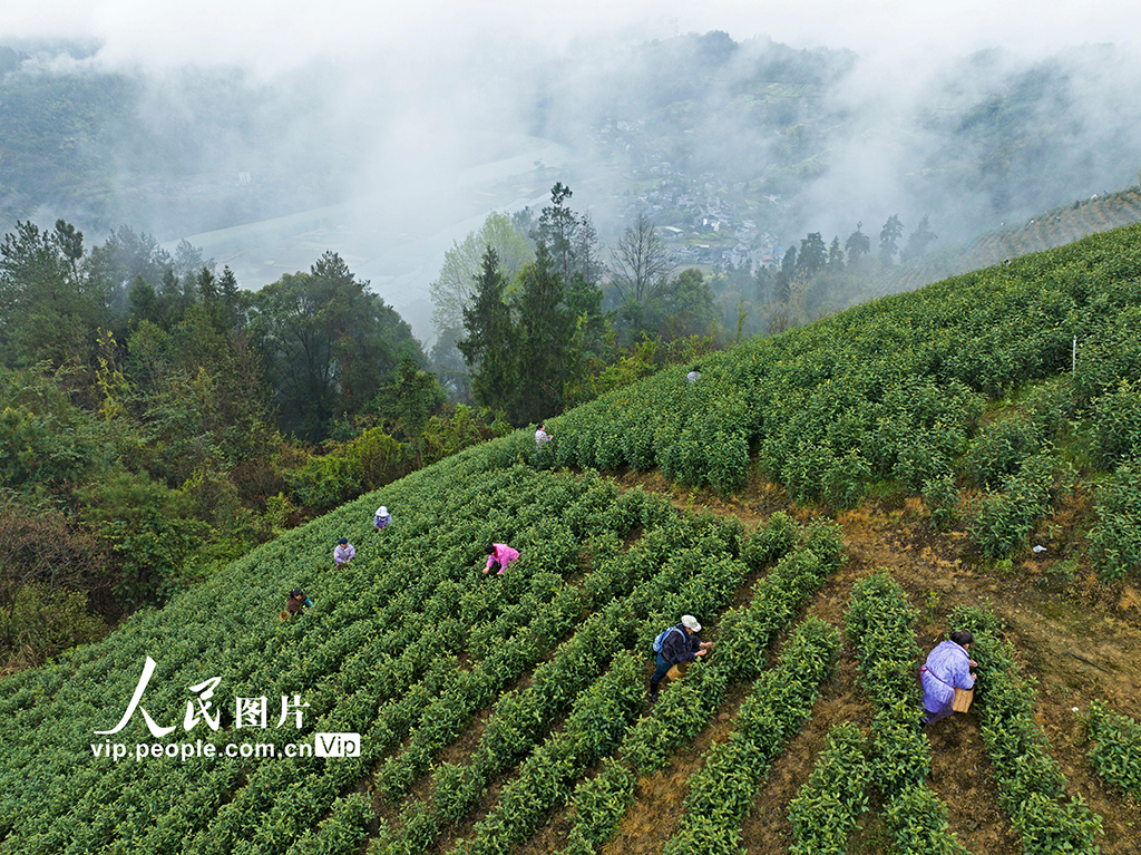 重庆：抢采明前茶【4】