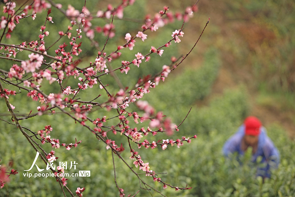 重庆：抢采明前茶【3】