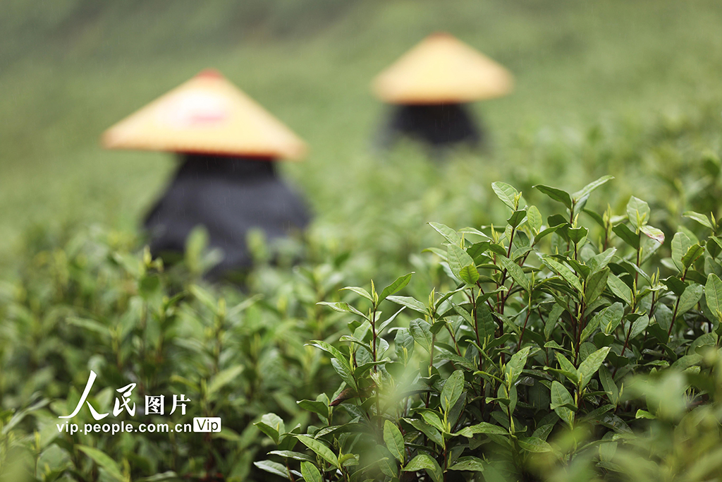 重庆：抢采明前茶【5】