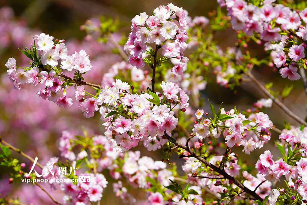 北京:玉渊潭樱花季开启赏春盛宴【2】
