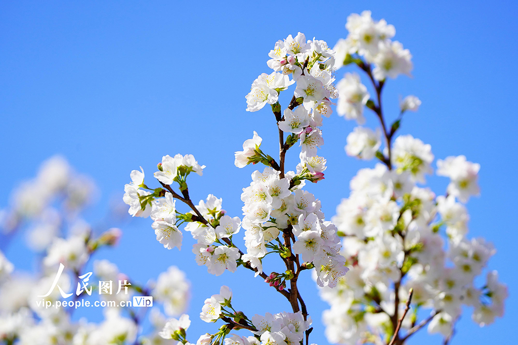 北京：玉渊潭樱花季开启赏春盛宴【4】