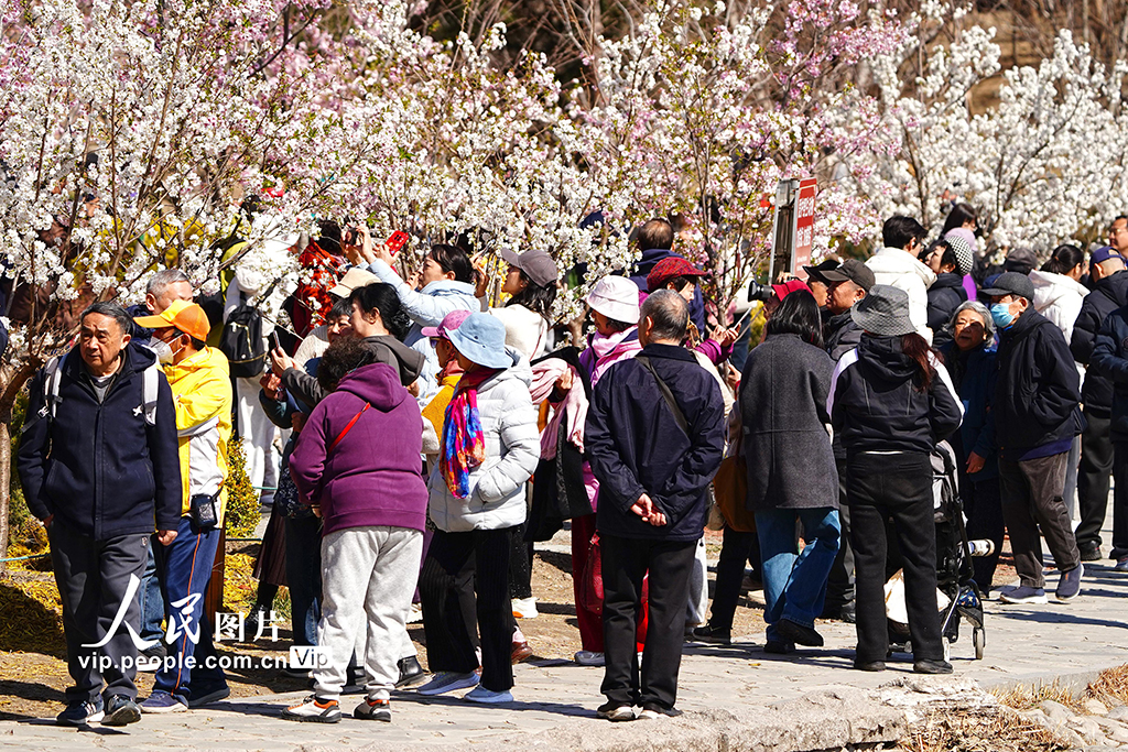 北京：玉渊潭樱花季开启赏春盛宴【5】