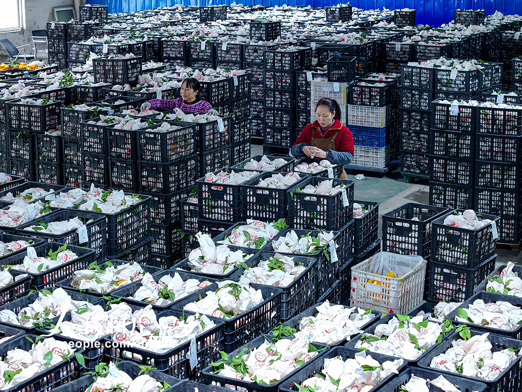 四川仁寿：晚熟柑橘迎来收获季【6】