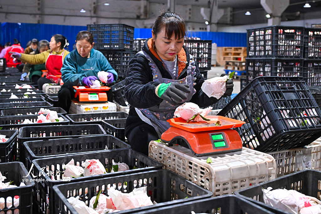 四川仁寿：晚熟柑橘迎来收获季【5】