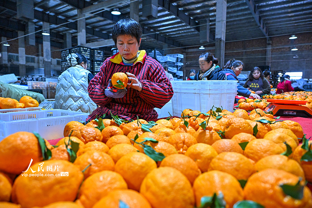 四川仁寿:晚熟柑橘迎来收获季【2】