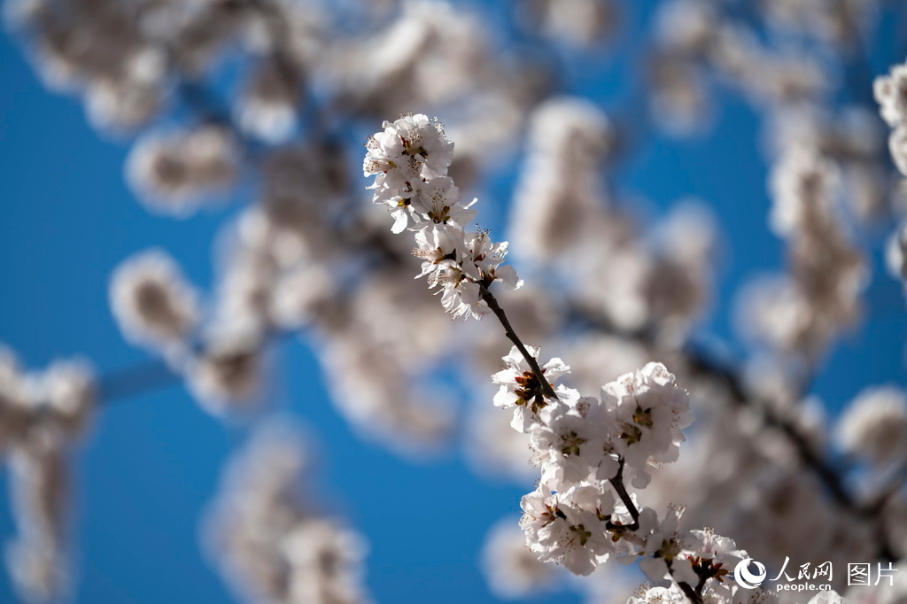 北京：春来桃花开【4】