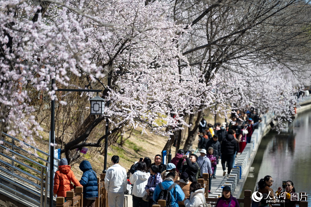 北京：春来桃花开【2】