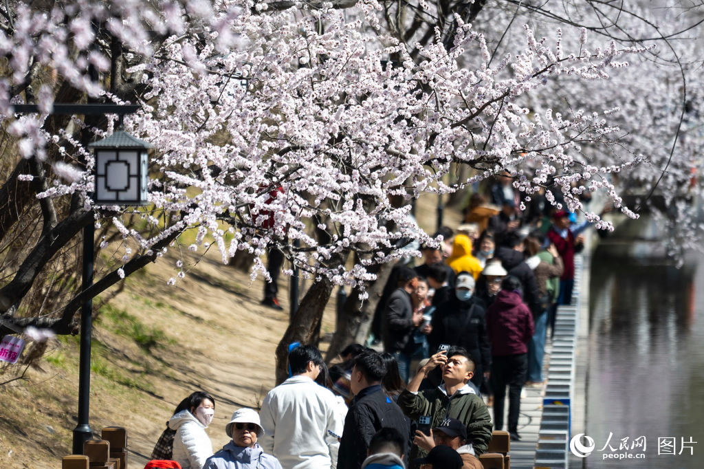 北京：春来桃花开【3】