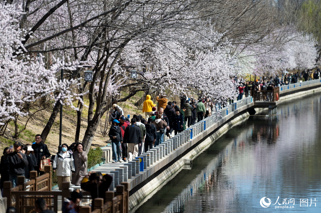 北京：春来桃花开