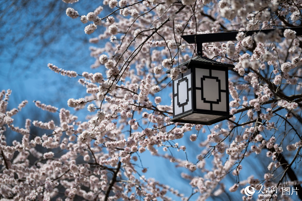 北京：春来桃花开【5】