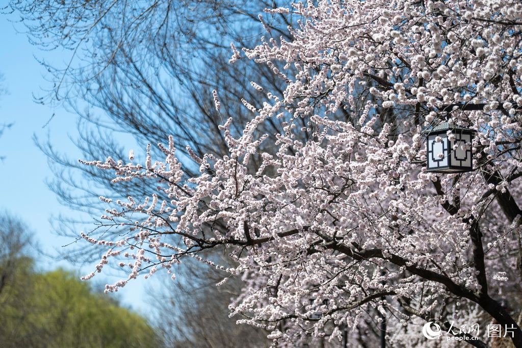 北京：春来桃花开【6】