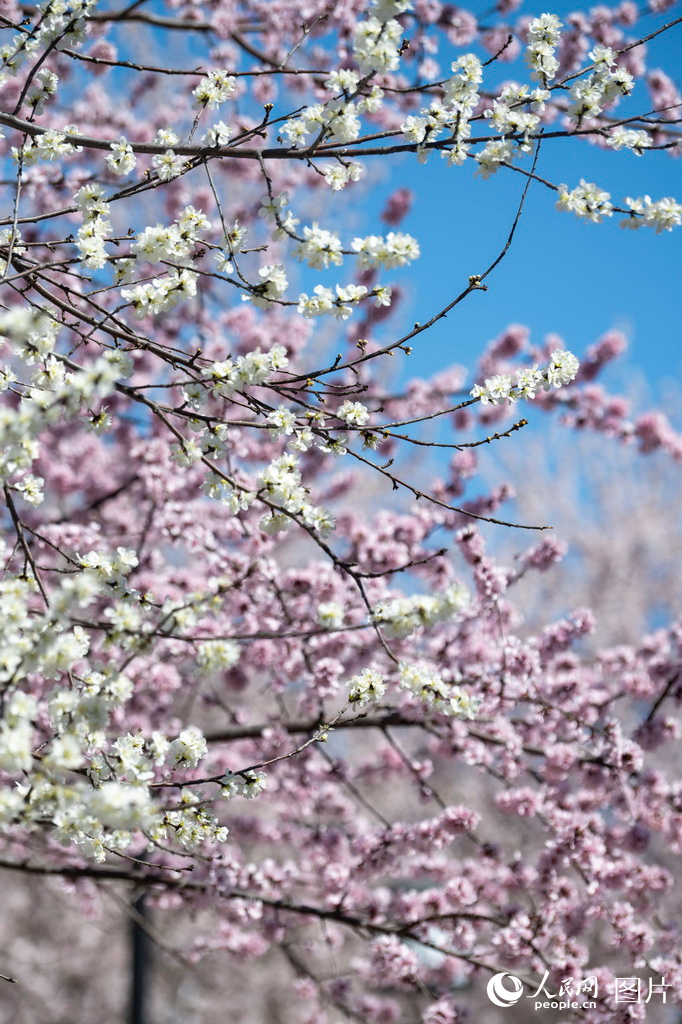 北京：春来桃花开【7】