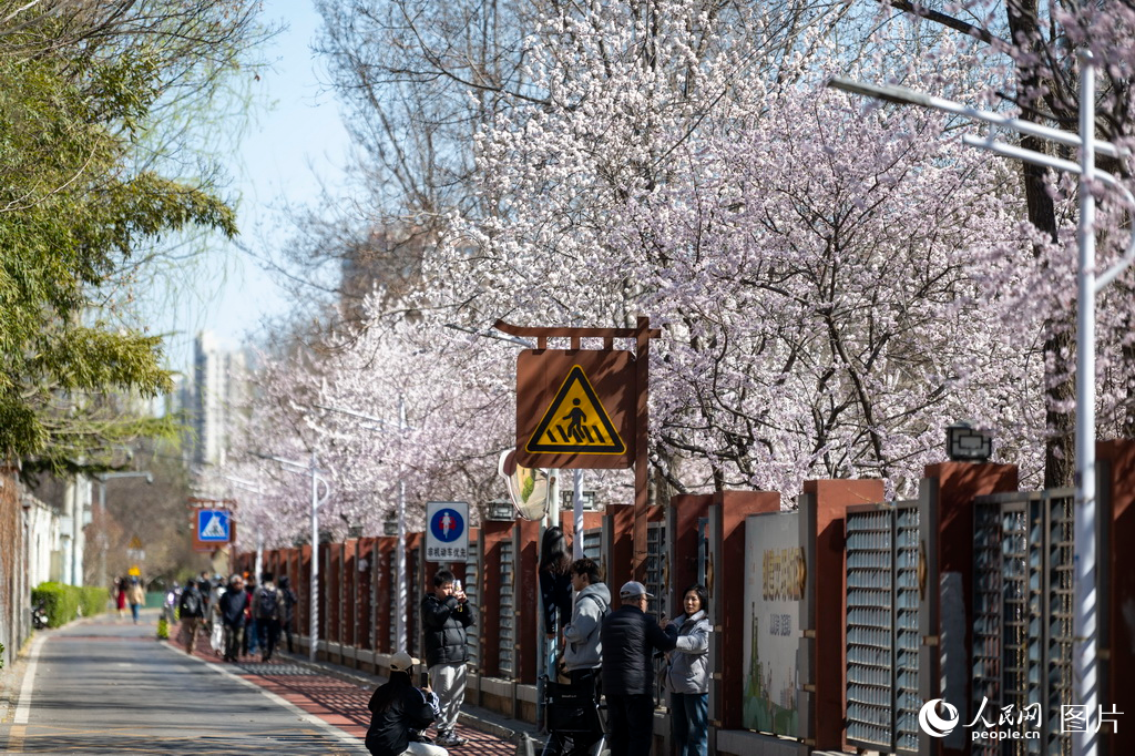 北京：春来桃花开【8】