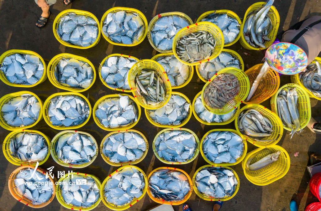 海南琼海：春分迎丰收 码头渔市旺【2】