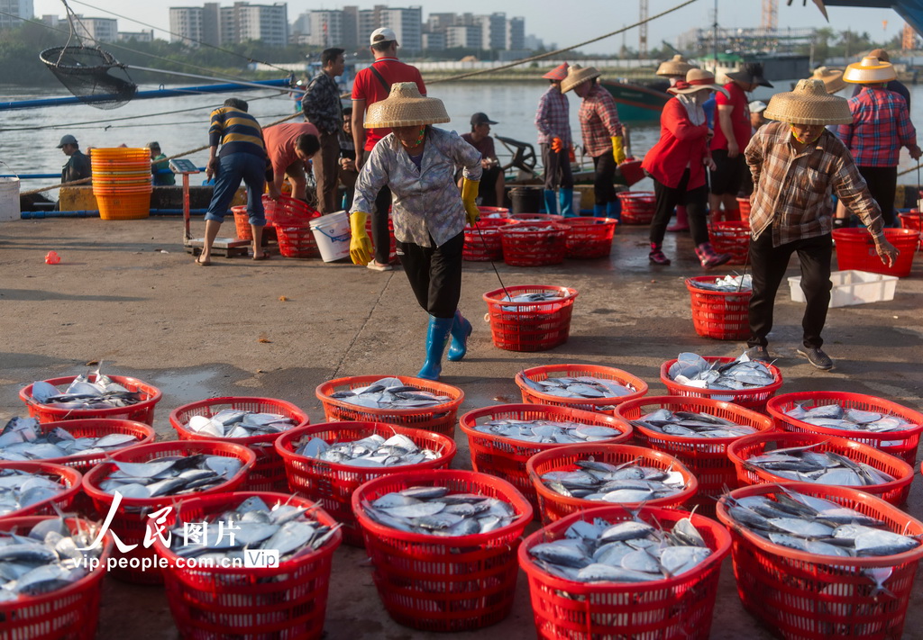 海南琼海：春分迎丰收 码头渔市旺【3】