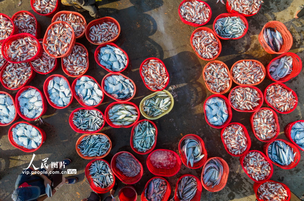 海南琼海：春分迎丰收 码头渔市旺【4】