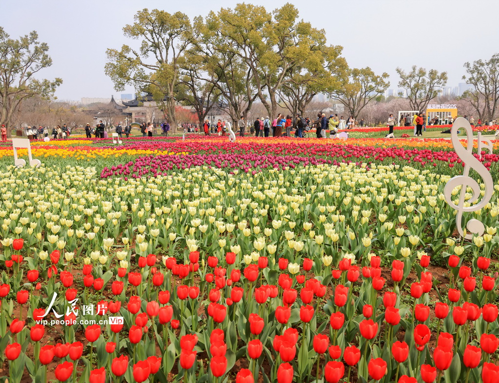 江苏苏州：畅游花海【3】