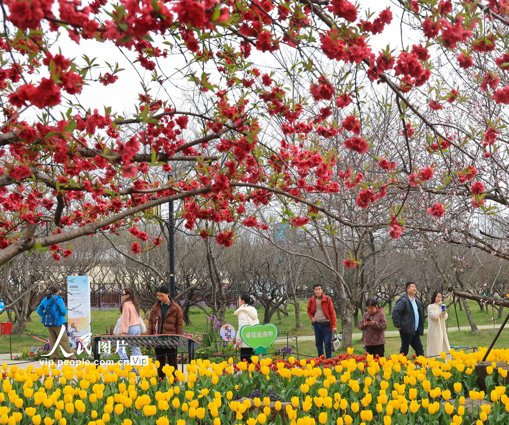 江苏苏州：畅游花海【6】