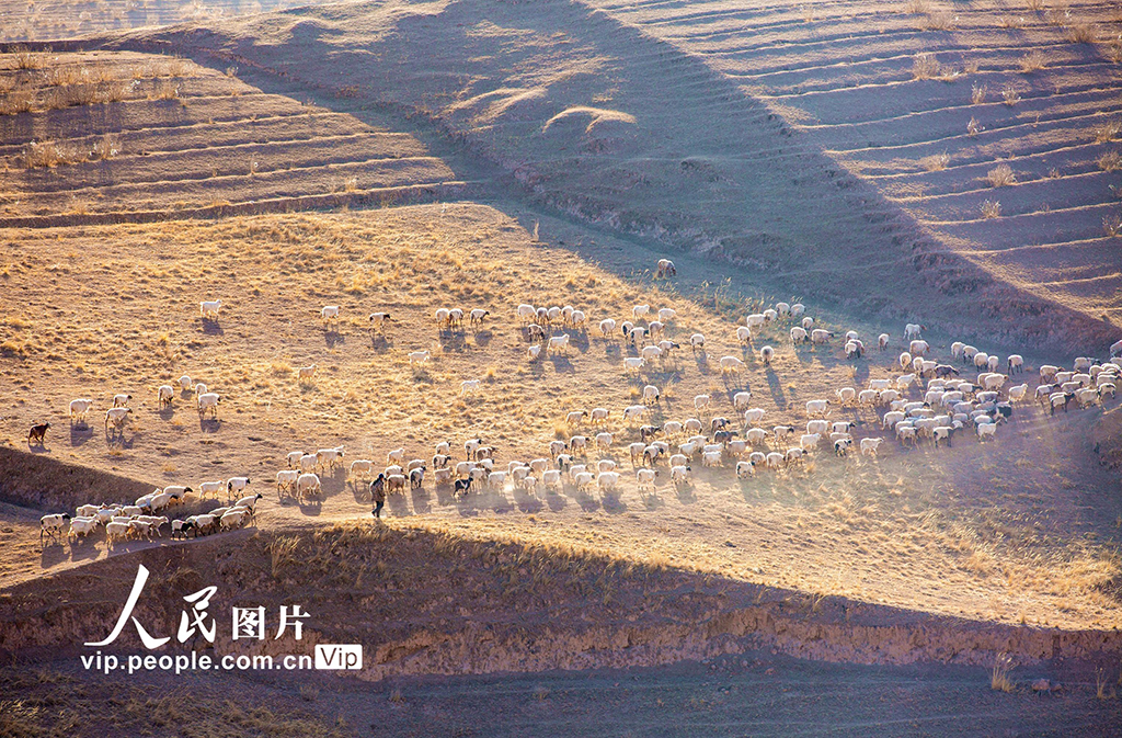 甘肃肃南：借牧还田春暖归【3】