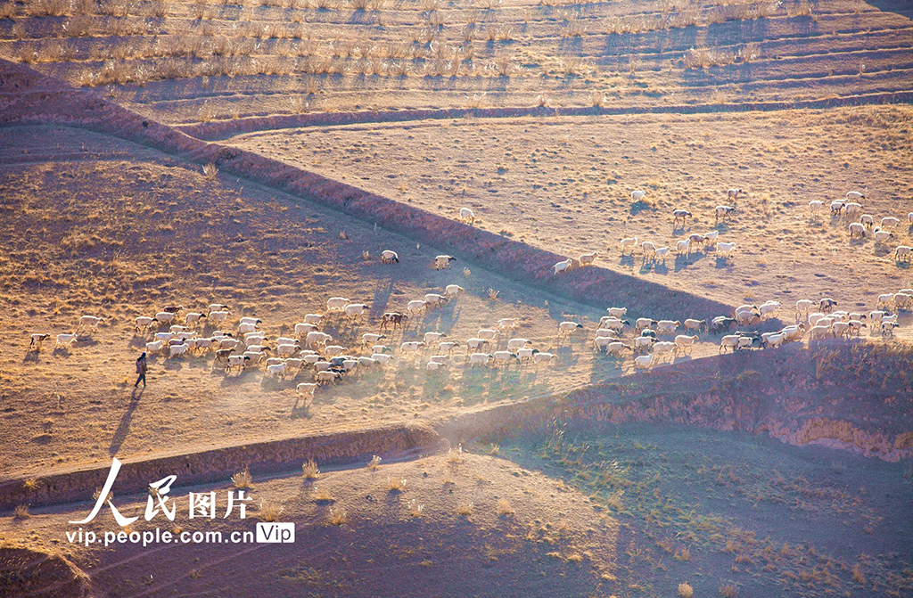 甘肃肃南：借牧还田春暖归【4】