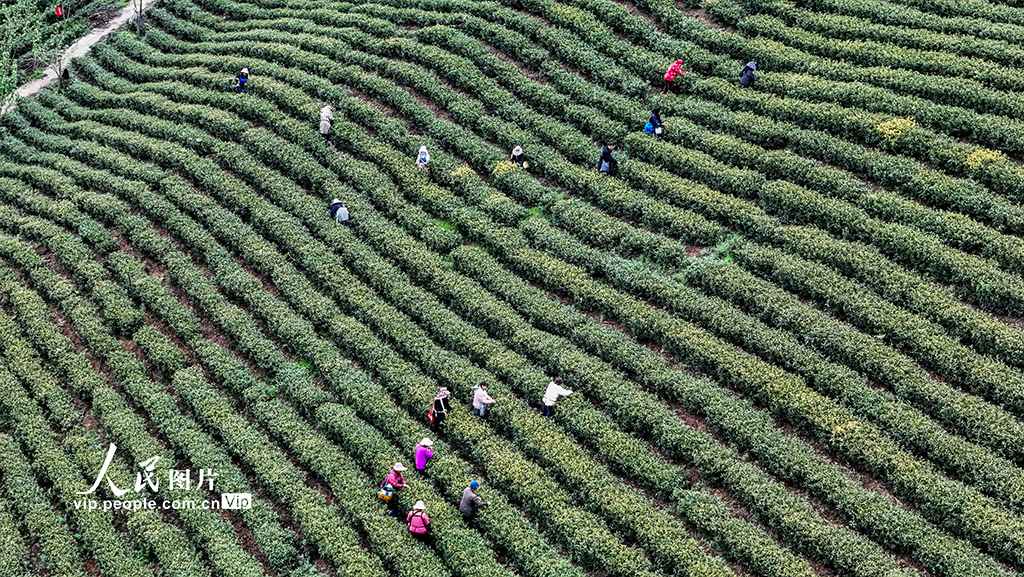 贵州晴隆：采摘春茶【2】