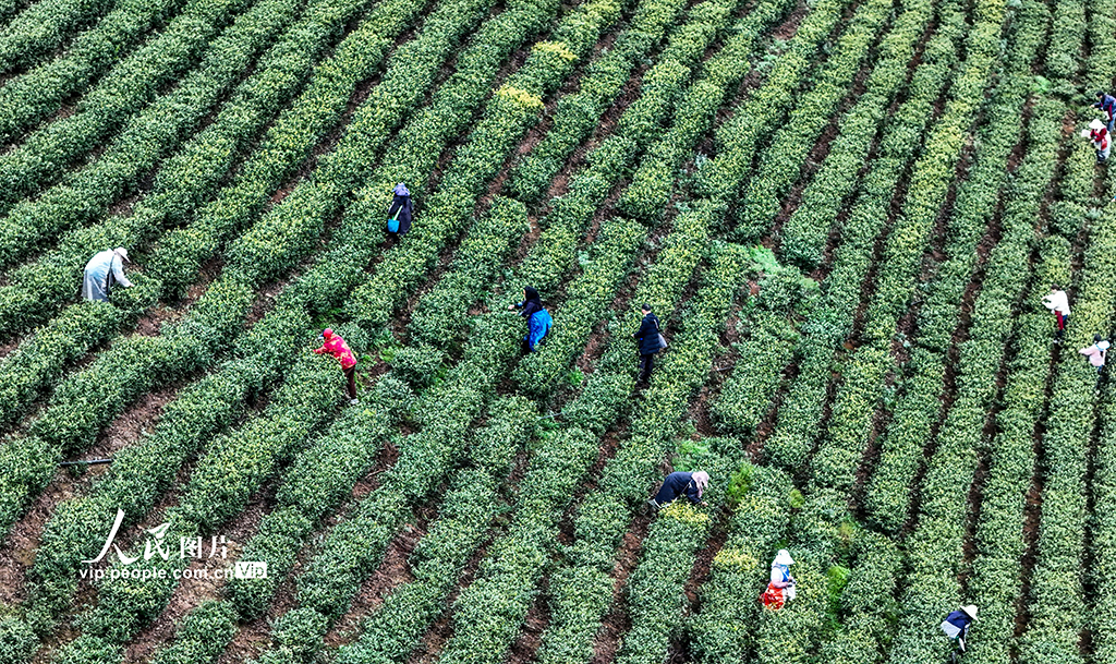 贵州晴隆：采摘春茶【4】